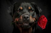 Hond houden een roos... Toon me hoe