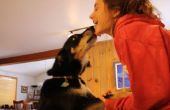 Hoe maak je je hond springen en kus je gezicht