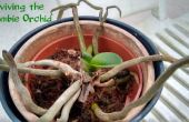 Heropleving van de Zombie-orchidee: het nog niet dood is! 
