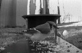 Vogelhuis/waterbak Webcam draadloze