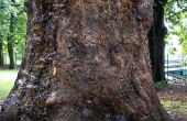 Hoe Camouflage een gezicht op Gnarly, boom Bark in Photoshop