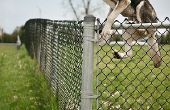 Houden van honden over het hek springen