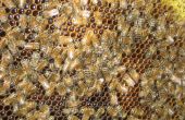 Oogst en honing Extract